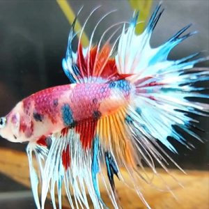 ikan cupang crowntail