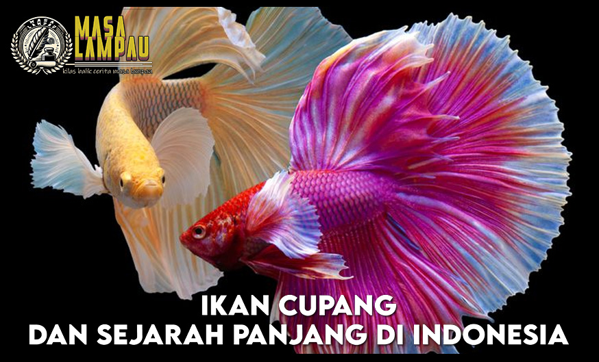 Ikan Cupang dan Sejarah Panjangnya Di Indonesia